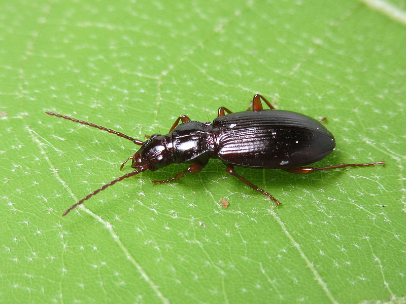 Carabidae: Patrobus atrorufus?  S !
